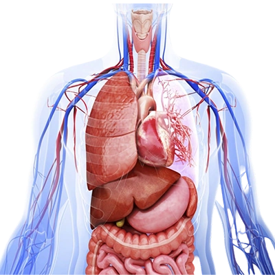 Diuretic